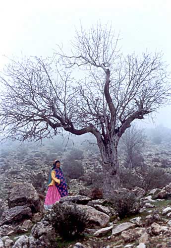 کارگردان: محسن مخملباف